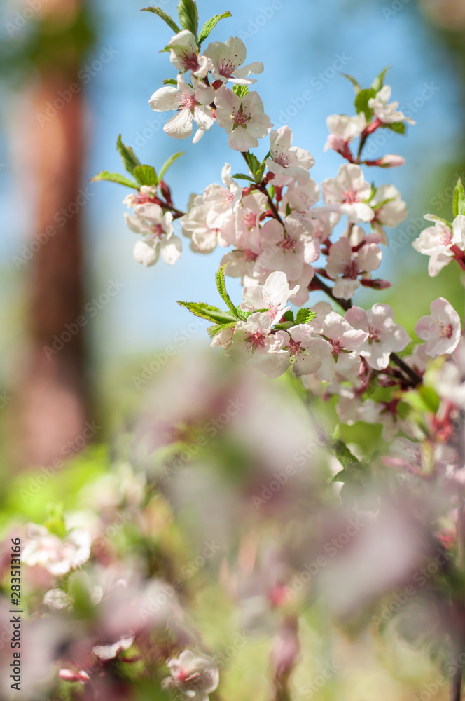 spring cherry blossoms spring cherry blossoms