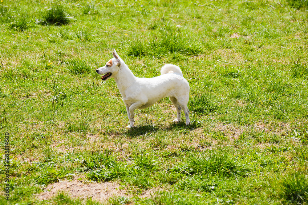 Obraz premium jack russell