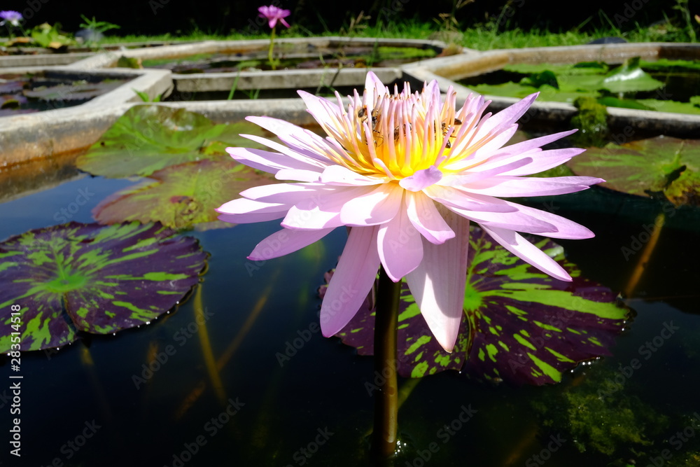 beautiful lotus flower or water lily in pond beautiful lotus flower or water lily in pond