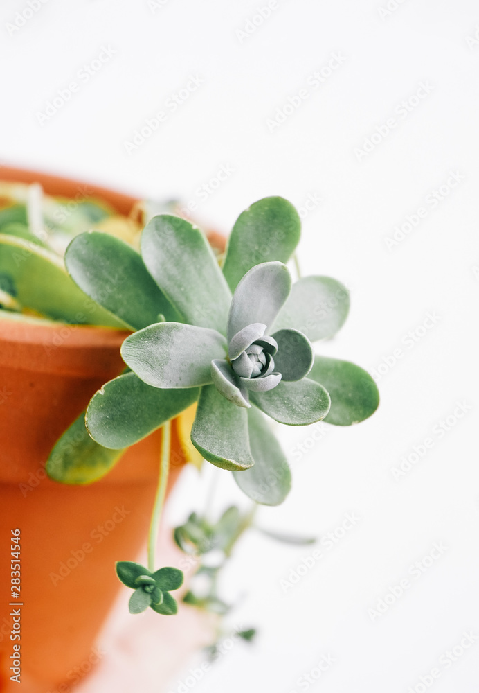 Beautiful succulent plant named orostachy iwarenge Beautiful succulent plant named orostachy iwarenge