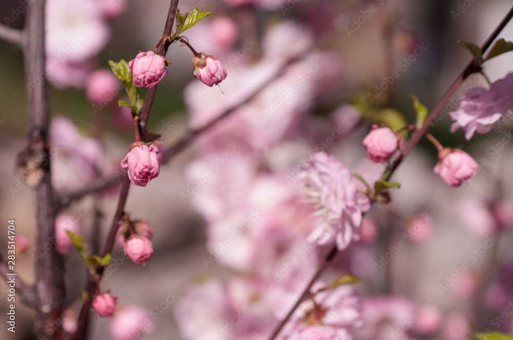 branch of a blooming plum in spring branch of a blooming plum in spring