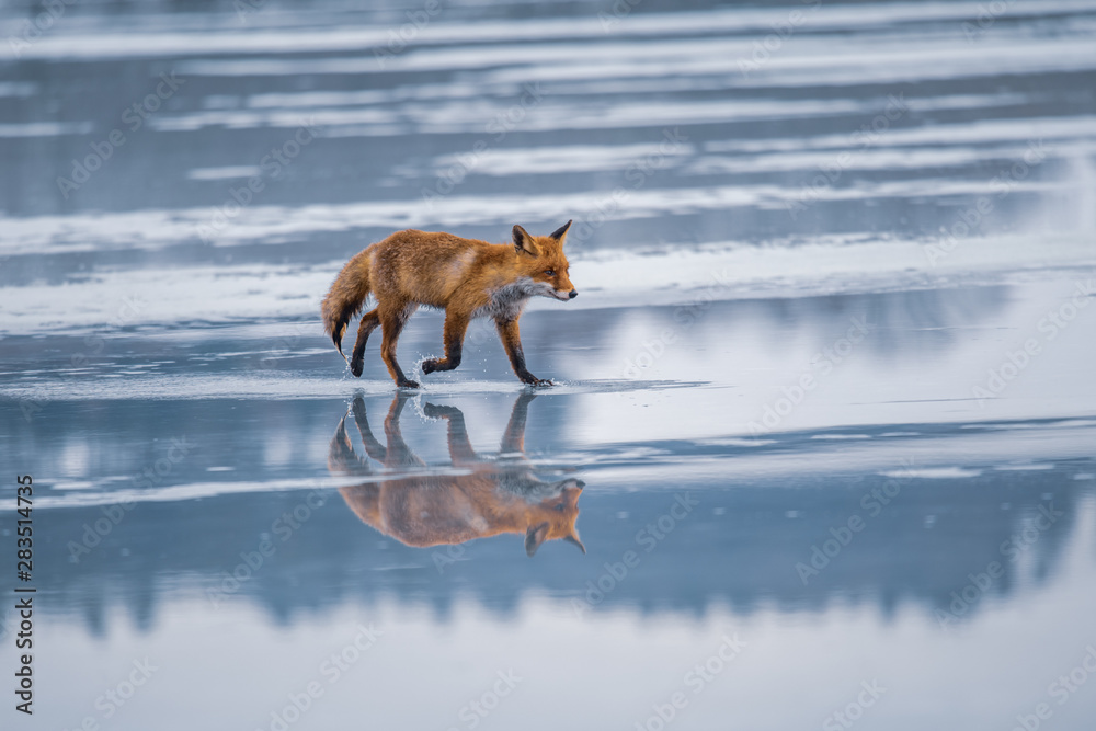 Fototapeta premium Red fox (Vulpes vulpes) with a bushy tail hunting in the snow in winter in Algonquin Park in Canada