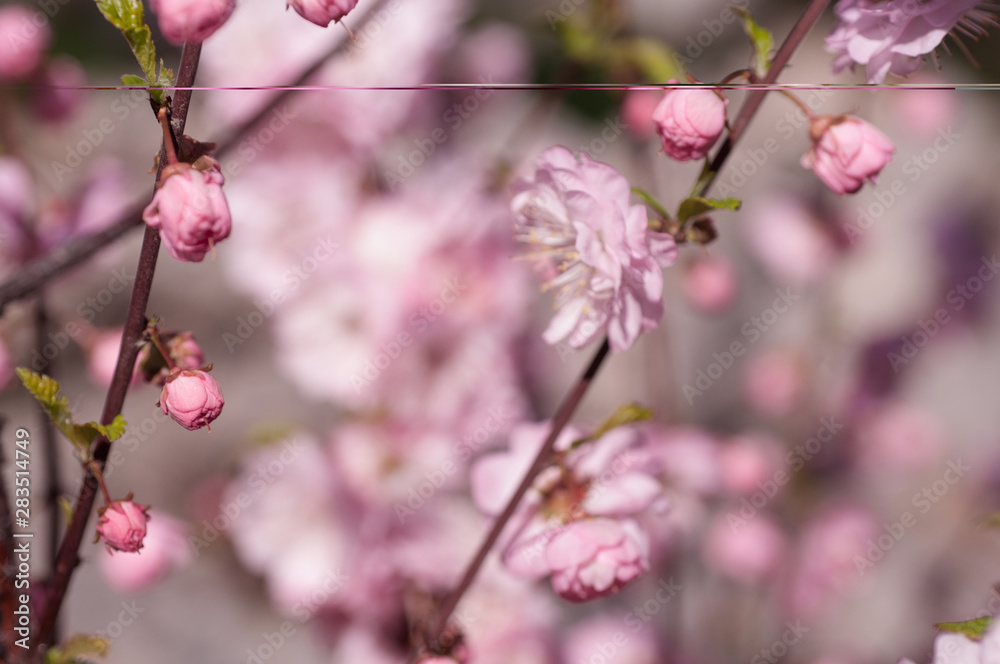 branch of a blooming plum in spring branch of a blooming plum in spring