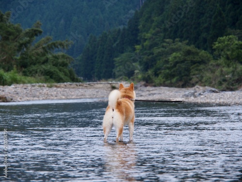 柴犬の川遊び