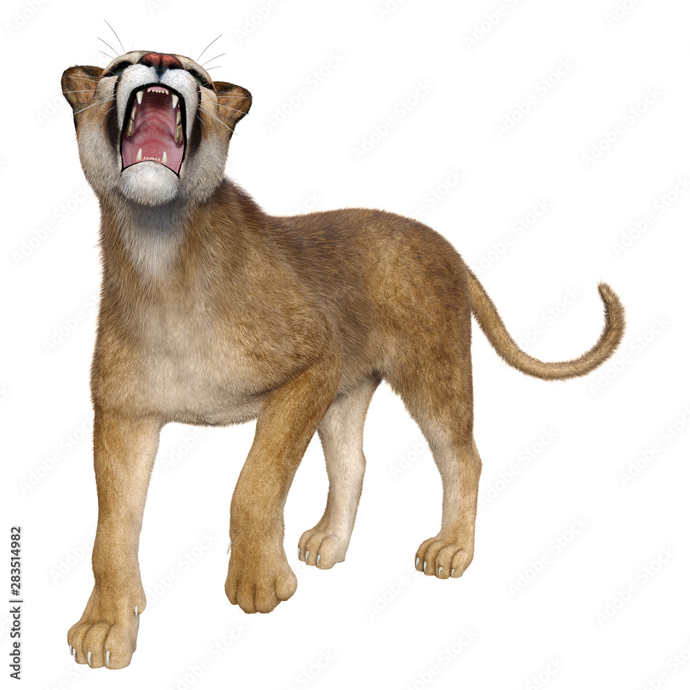 Obraz premium 3D Rendering Big Cat Puma on White