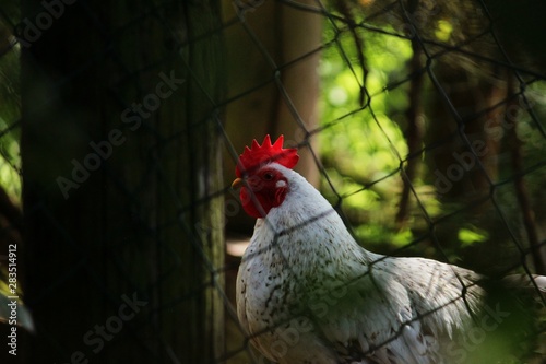 portrait of a chicken 