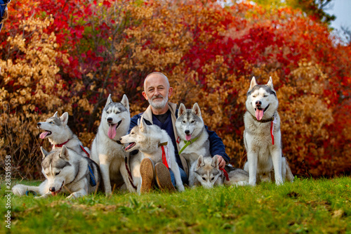 A man and a pack of dogs are sitting on the grass. Seven Siberian Husky in the photo. A lot of dogs and an old man. Cayur and his pack of Husky.