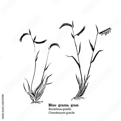 Drawing  - Blue grama grass, Bouteloua gracilis, hay plant. photo