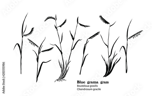 Drawing set of Blue grama grass, Bouteloua gracilis, hay plant.