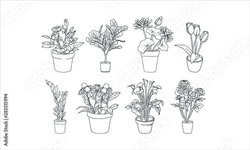 Hand drawn beautiful flower & plant in a pot for decoration 
