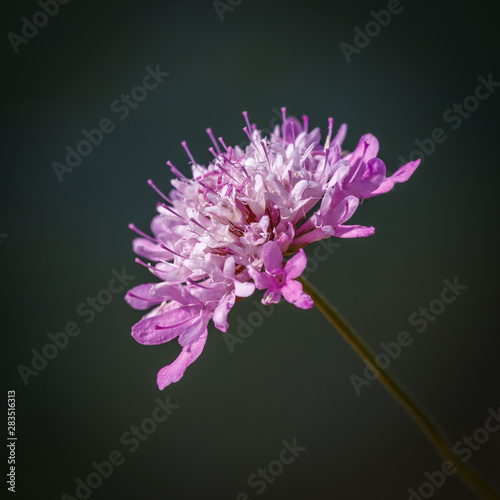 Scabiosa atropurpurea. Flor de Escobilla morisca.  photo