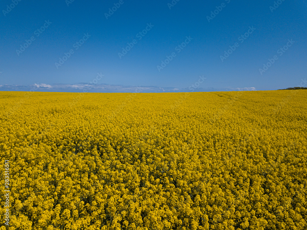 Aerial drone capture image of brilliant bright yellow rapeseed field and blue sky horizon. Spring flowering oilseed rape or canola grown for vegetable oil, biodiesel or animal feed. Aerial drone capture image of brilliant bright yellow rapeseed field and blue sky horizon. Spring flowering oilseed rape or canola grown for vegetable oil, biodiesel or animal feed.