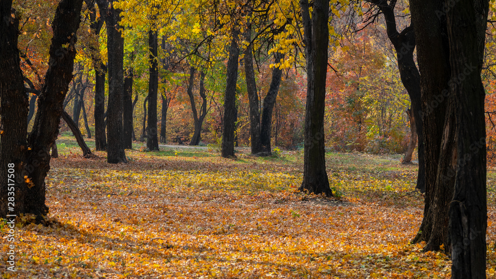 Trees covered with colorful fall foliage. Trees covered with colorful fall foliage.
