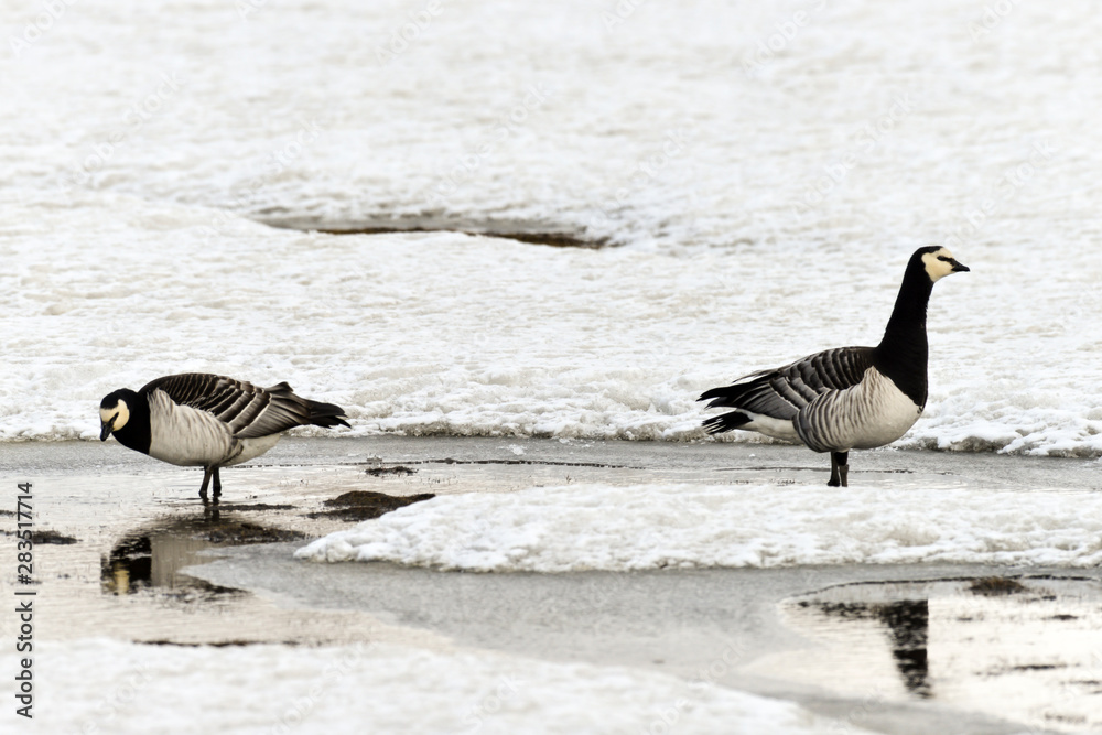 Fototapeta premium Bernache nonnette, Branta leucopsis, Barnacle Goose, Norvège, Spitzberg, Svalbard