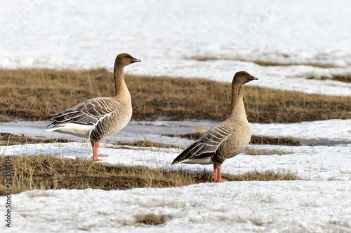 Oie à bec court, .Anser brachyrhynchus, Pink footed Goose, Spitzberg, Svalbard, Norvège