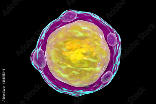 Blastocystis hominis parasite, 3D illustration. The causative agent of diarrheal infections in humans photo