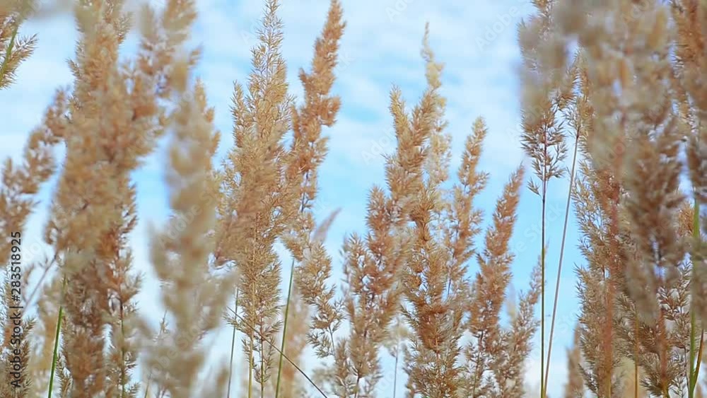 Top of dry yellow grass swaying in the wind against sky background Top of dry yellow grass swaying in the wind against sky background