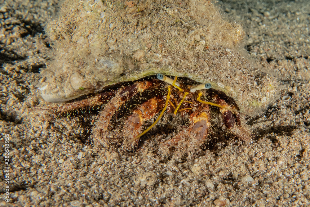 Bristled Hermit Crab in the Red Sea Colorful and beautiful, Eilat Israel