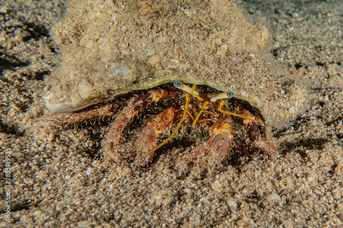 Bristled Hermit Crab in the Red Sea Colorful and beautiful  Eilat Israel