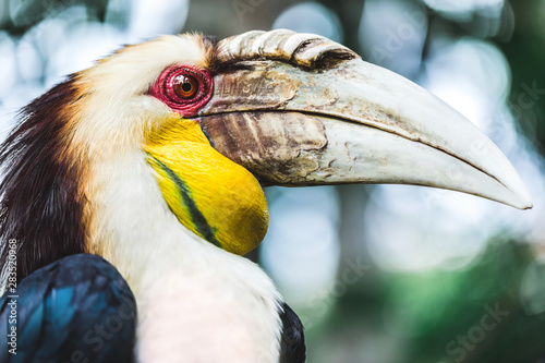 Male Bar-pouched Wreathed Hornbill portrait close up. Endangered beautiful bird in Bali bird park photo