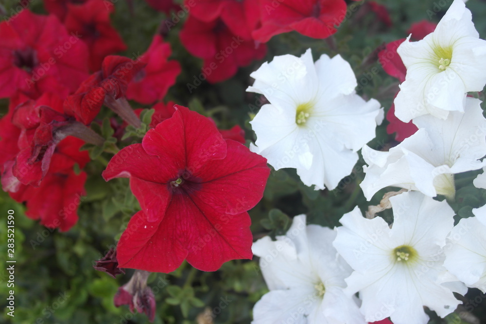 Obraz premium SAMSUNG CSC