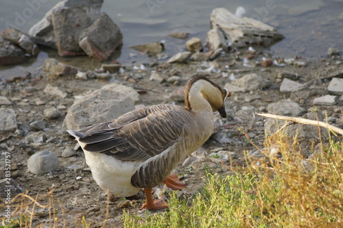 Anser cygnoides ánsar cisnal  ganso cisne  photo