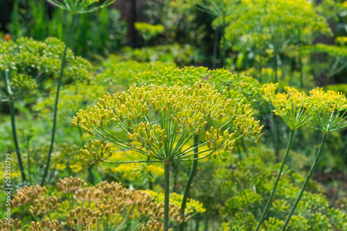 Dill umbrellas for pickling vegetables. Dill umbrellas in the garden.