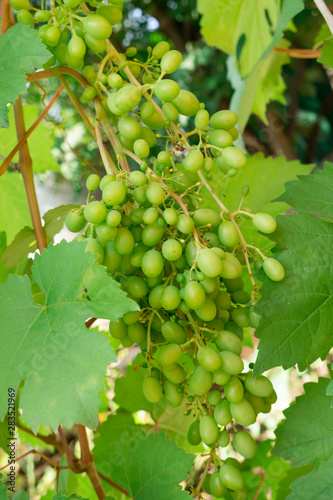 Growing grapes on the vine. Summer harvest.