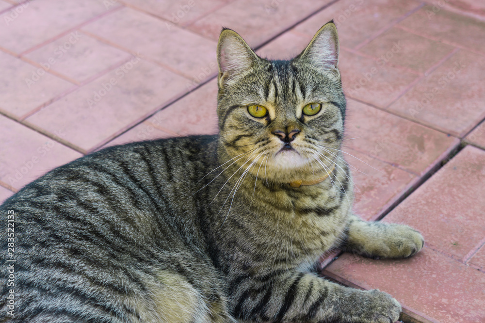 Gray striped cat with a forked nose. Cat walks outdoors.