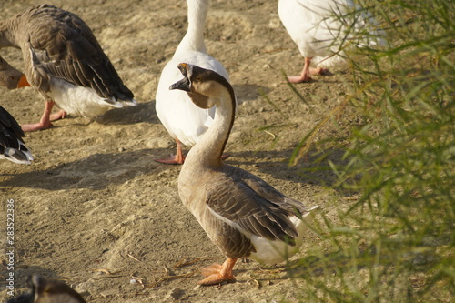 Anser cygnoides ánsar cisnal  ganso cisne  photo