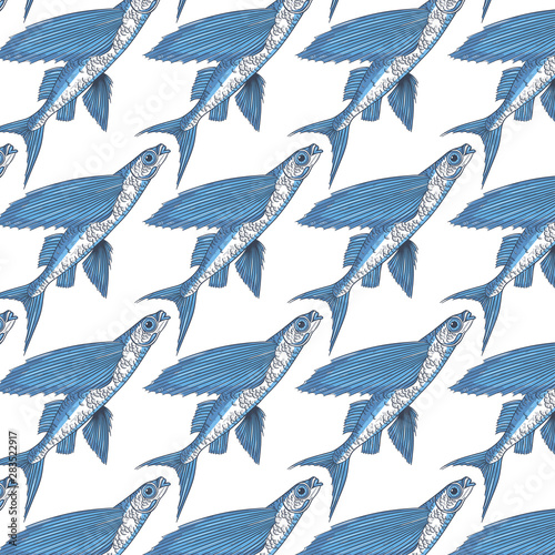 Exocoetidae or Flying fish hand drawing