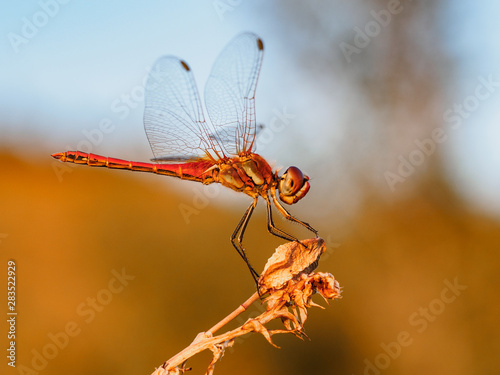 Anisoptera