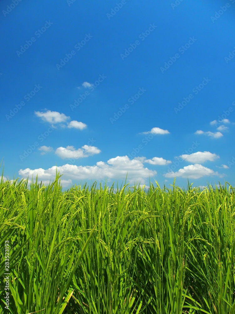 夏の田圃と青空風景