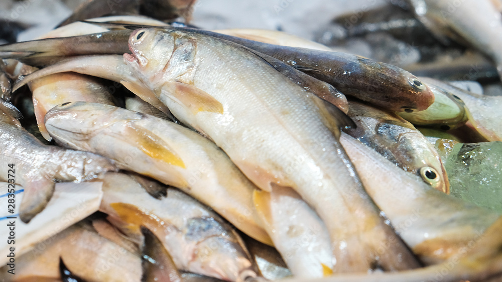 Fresh sea fish sell in local fishery market in Samutprakan Fresh sea fish sell in local fishery market in Samutprakan