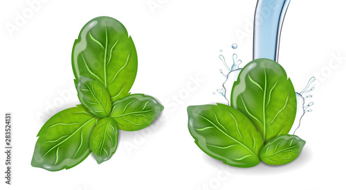Basil vector realistic leaf set collection. Water splash backgrounds