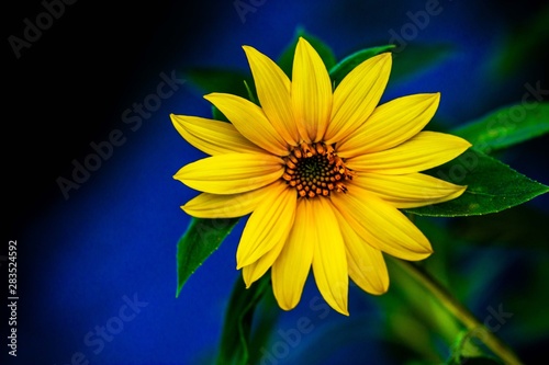 yellow sunflower with blue and black background