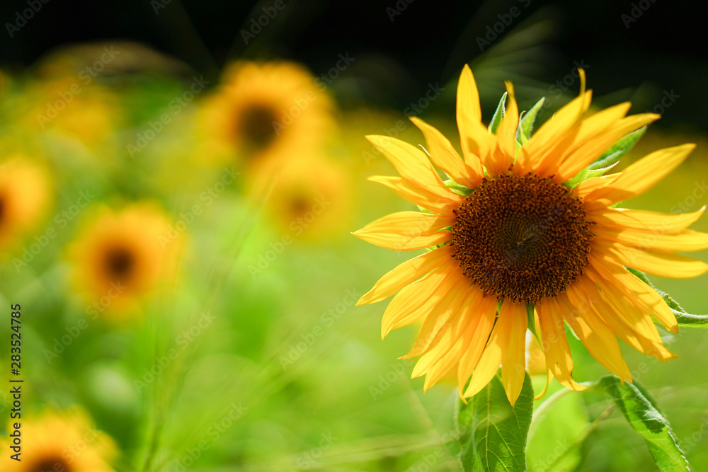 Fototapeta premium ひまわり