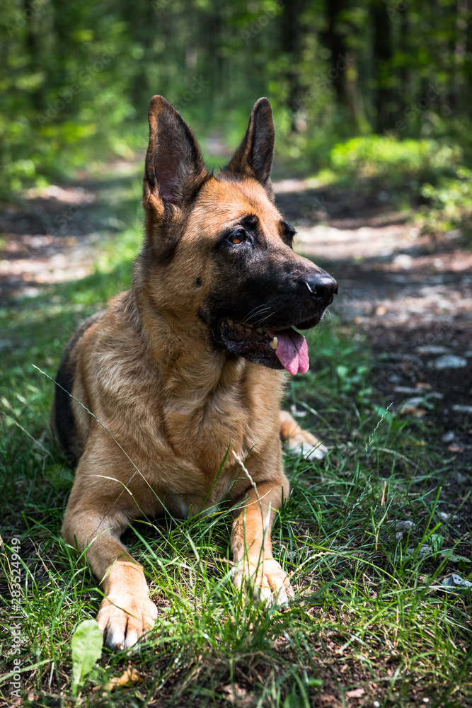 Adult German Shepherd Dog Laying Down on Grass in Forest Adult German Shepherd Dog Laying Down on Grass in Forest