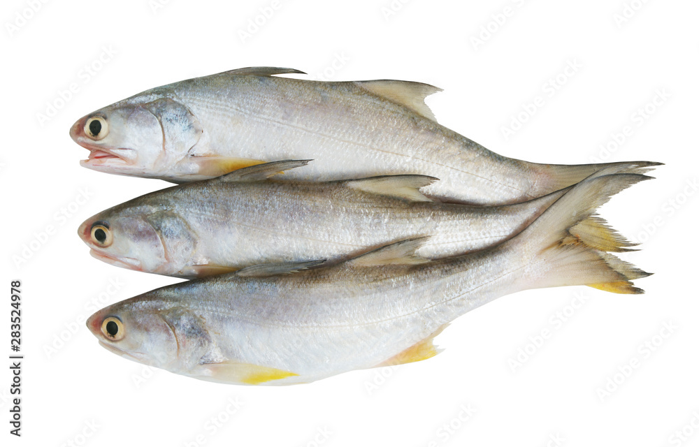 Fourfinger threadfin fish isolated on white background Fourfinger threadfin fish isolated on white background