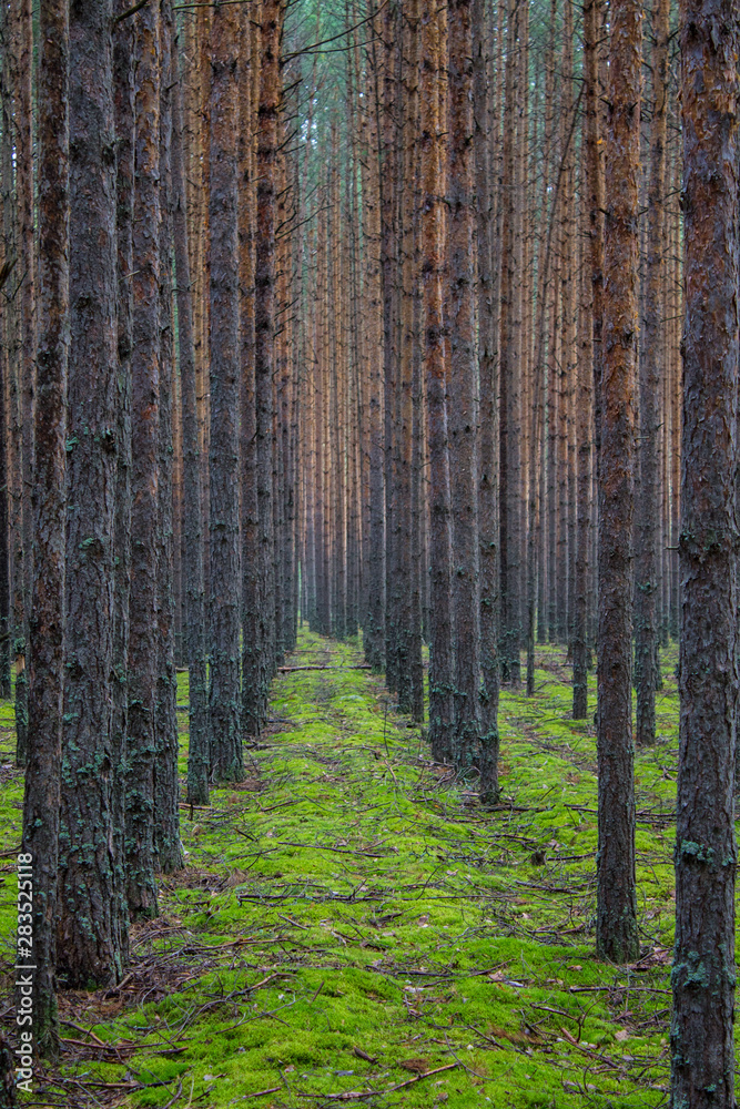 Coniferous forest with smooth parallel trunks of pine trees and soft green moss on a summer day Coniferous forest with smooth parallel trunks of pine trees and soft green moss on a summer day