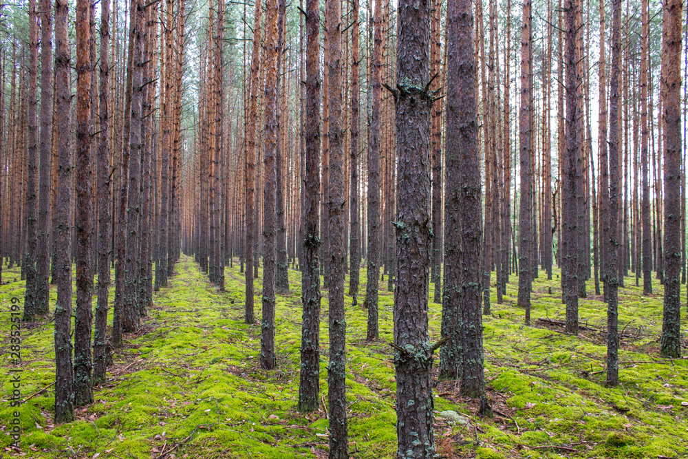 Coniferous forest with smooth parallel trunks of pine trees and soft green moss on a summer day Coniferous forest with smooth parallel trunks of pine trees and soft green moss on a summer day