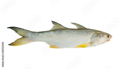 Threadfin fish isolated on white background