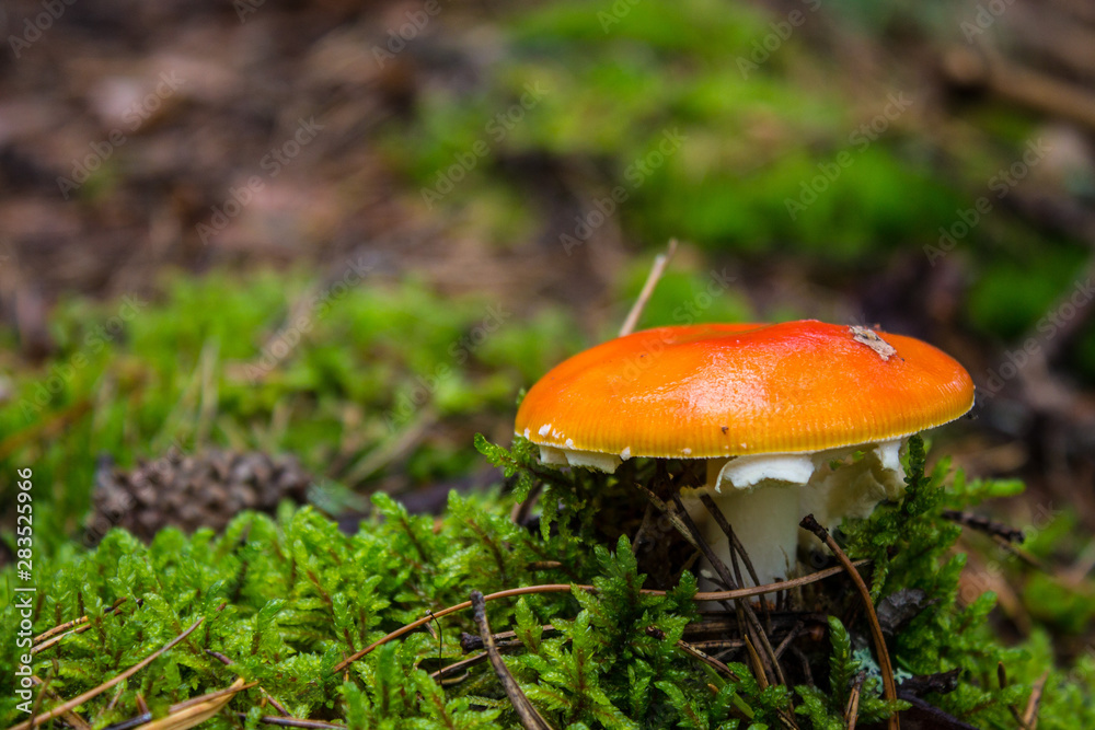 Red mushroom fly agaric in the forest closeup Red mushroom fly agaric in the forest closeup