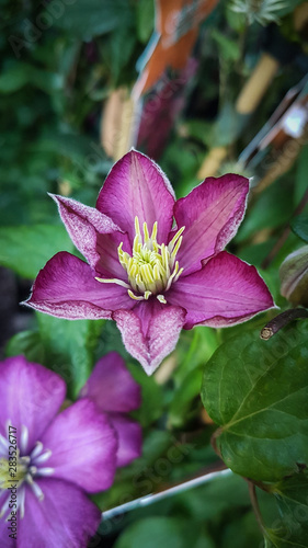 Fotografie Beautiful clematis grown in the garden