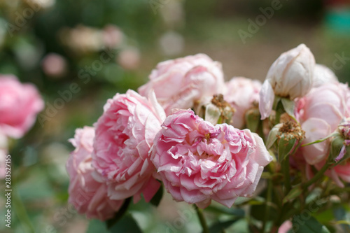 romantic pink garden rose flowers closeup