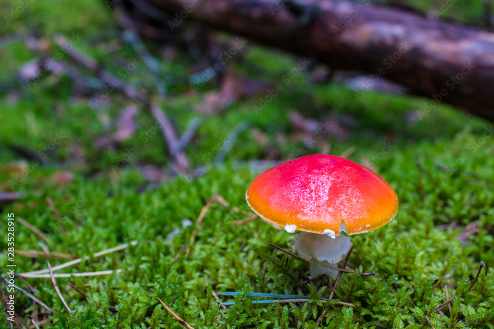 Red mushroom fly agaric in the forest closeup Red mushroom fly agaric in the forest closeup