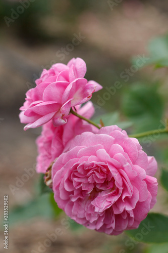 two flowers garden rose closeup