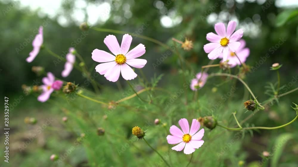 Beautiful cosmos flowers in the garden. flowers in natural environment Beautiful cosmos flowers in the garden. flowers in natural environment