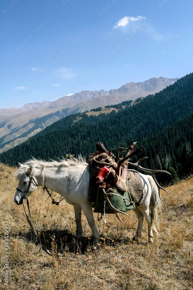 Horse with maral trophy on a mountain pass. Horse with maral trophy on a mountain pass.