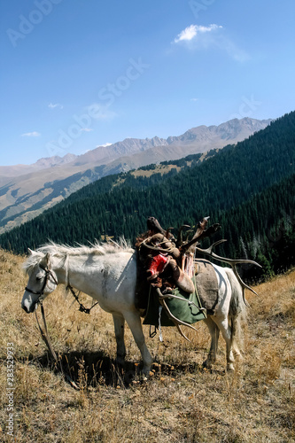 Horse with maral trophy on a mountain pass. © okyela